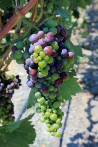 Grapes on the Vine, changing colors...