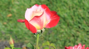 Beautiful variegated rose